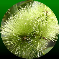 Omus Minerals Tea Tree Healing Oil Omus Minerals Tea Tree Healing Oil