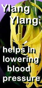 Ormus Minerals Ylang Ylang Healing Ormus Oil - Ylang Ylang helps with blood pressure Ormus Minerals Ylang Ylang Healing Ormus Oil - Ylang Ylang helps with blood pressure